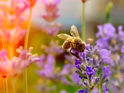 Abeilles et fleurs - Agir pour de justes causes