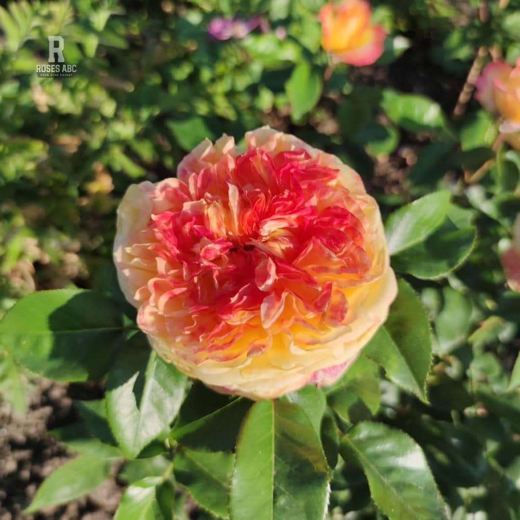Rose Crépuscule d'été, flower with orange and light red leafs