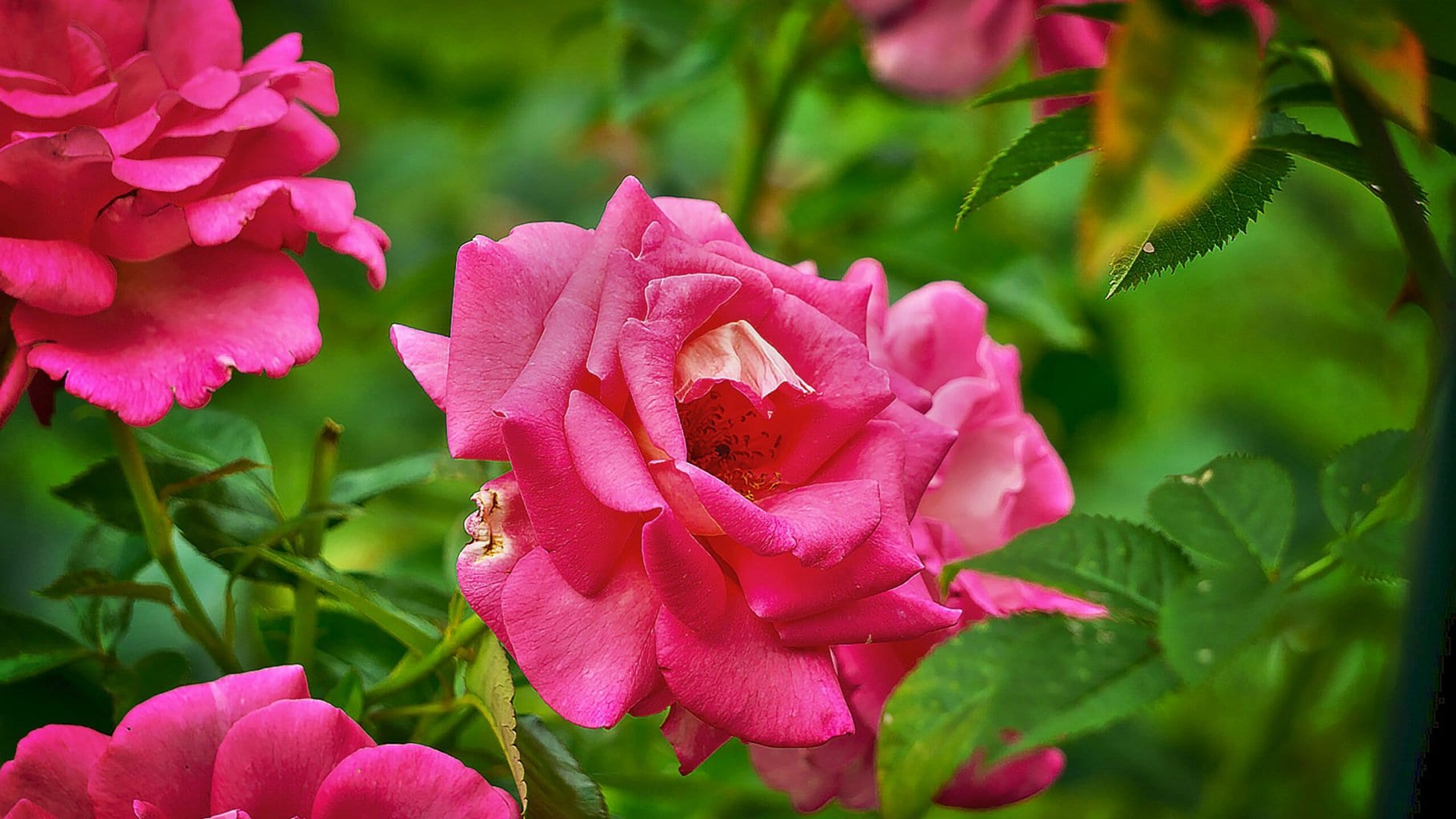 flowers grasse, fleur de grasse, rose