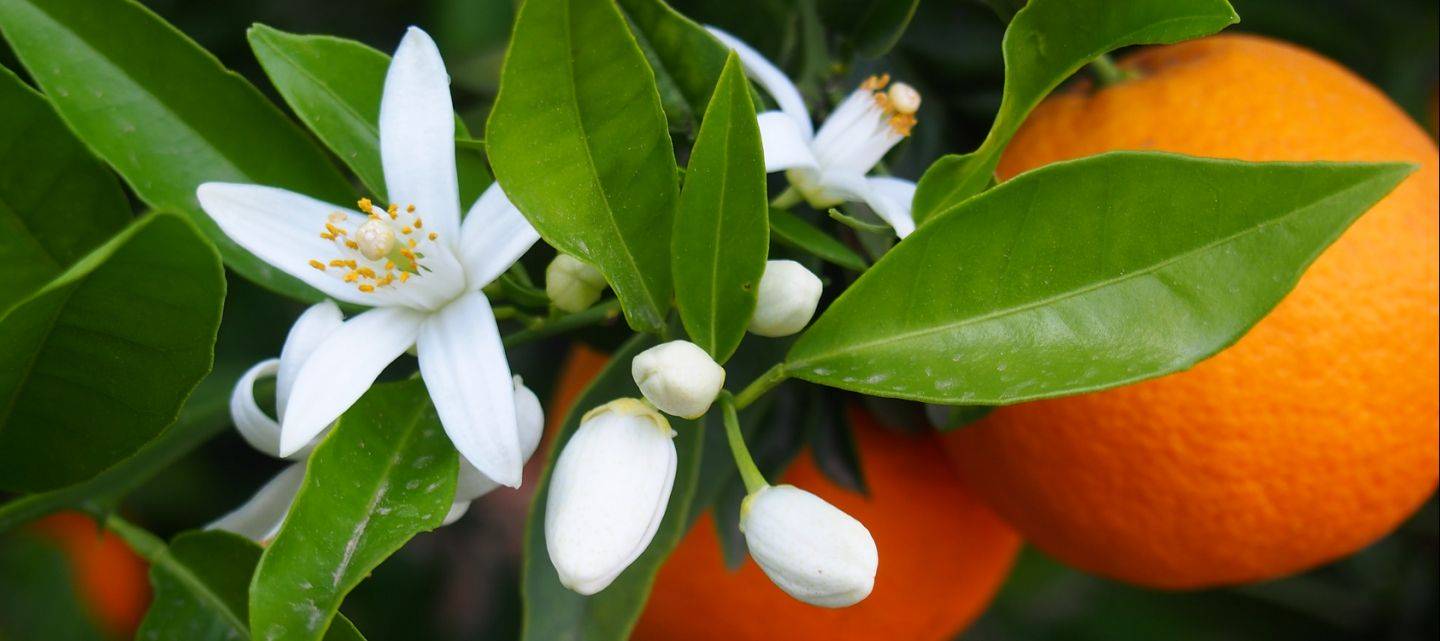 orange blossom, fleur d'oranger