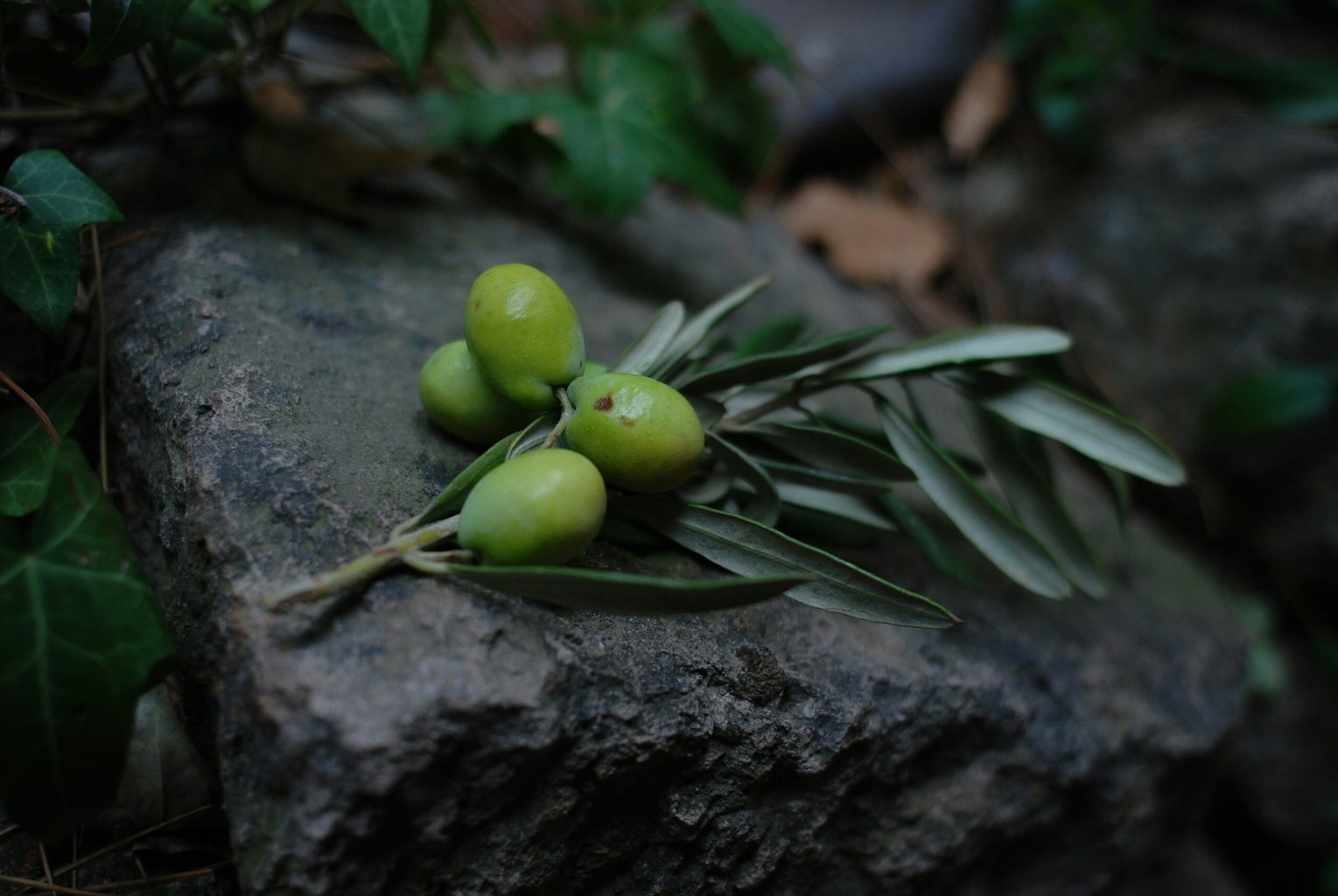 olives on a branch