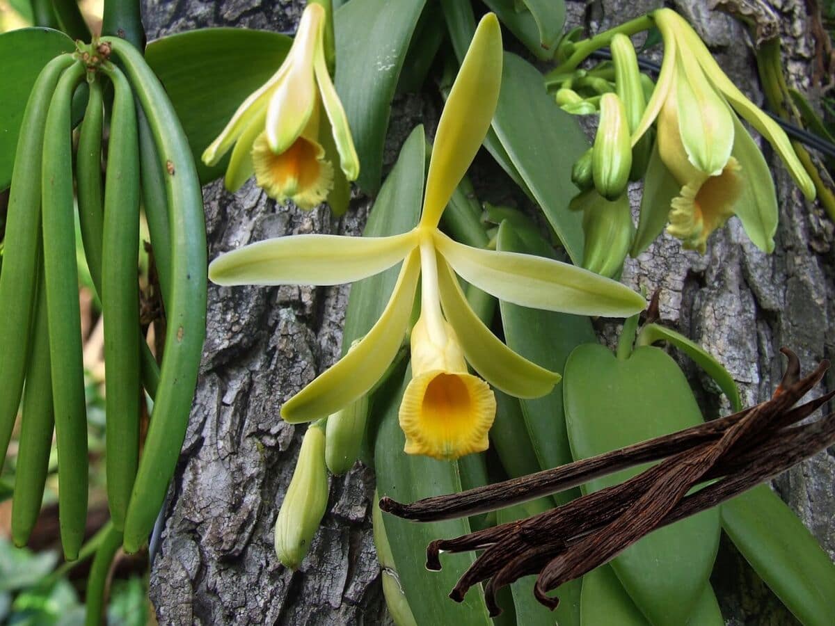 vanilla planifolia orchid